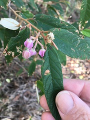 Keraudrenia lanceolata