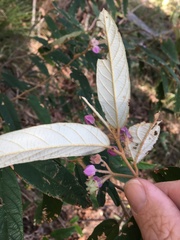 Keraudrenia lanceolata