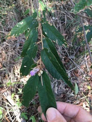 Keraudrenia lanceolata