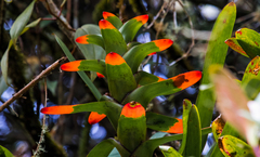 Guzmania gloriosa