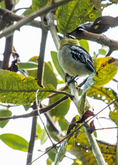 Pachyramphus versicolor