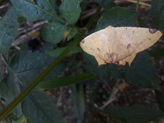 Nepheloleuca illiturata