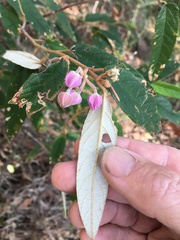 Keraudrenia lanceolata