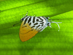 Drupadia ravindra moorei