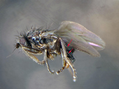 Thoracochaeta zosterae