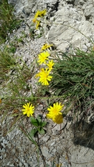 Hieracium porrifolium