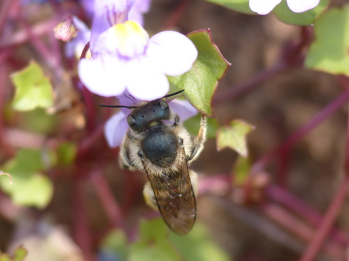 Osmia orientalis
