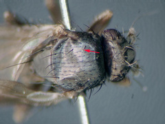 Thoracochaeta zosterae