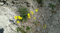 Hieracium porrifolium