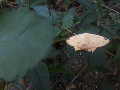 Nepheloleuca illiturata