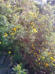 Tagetes lemmonii