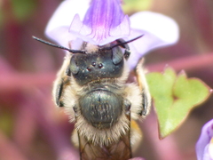 Osmia orientalis