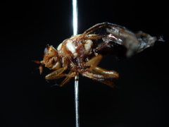 Bactrocera tryoni