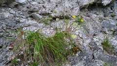 Allium ericetorum