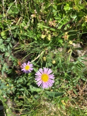 Erigeron uniflorus
