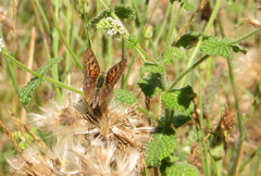 Lycaena bleusei