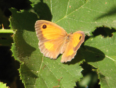Pyronia tithonus
