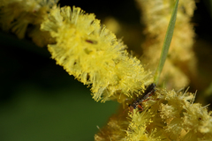 Lemidia subaenea