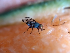 Herina tristis