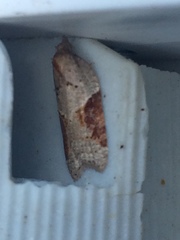 Acleris laterana