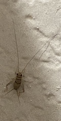 Gryllodes sigillatus