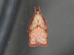 Enchocrates glaucopis