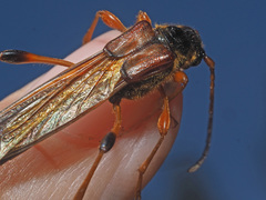 Necydalis major