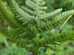 Athyrium niponicum