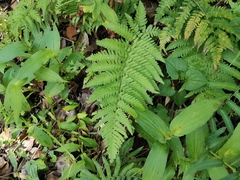 Dryopteris uniformis