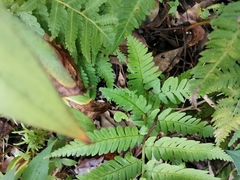Dryopteris uniformis