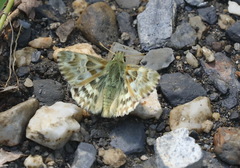 Muschampia lavatherae
