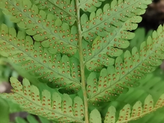 Dryopteris uniformis