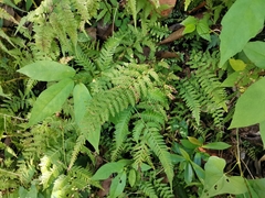 Dennstaedtia hirsuta