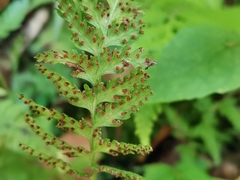 Dennstaedtia hirsuta