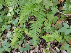 Leptogramma mollissima