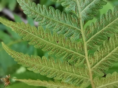 Leptogramma mollissima