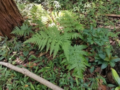 Dryopteris hondoensis