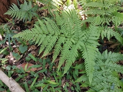 Dryopteris hondoensis