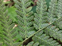 Dryopteris hondoensis