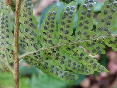 Dryopteris hondoensis