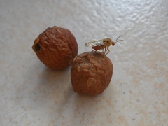 Andricus infectorius