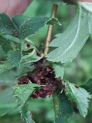 Dasineura crataegi