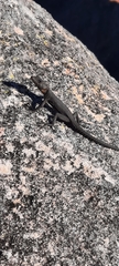 Hemicordylus capensis