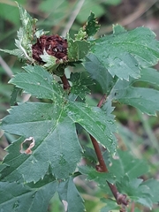 Dasineura crataegi