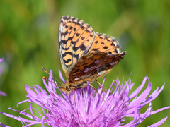 Boloria aquilonaris