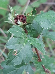 Dasineura crataegi