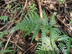 Dryopteris pacifica