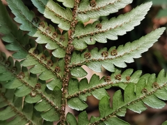 Dryopteris pacifica