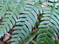 Dryopteris pacifica