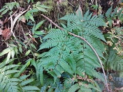 Dryopteris bissetiana